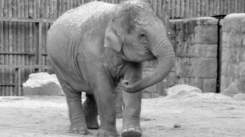 Vérzéses betegség támadta meg a budapesti kiselefántot