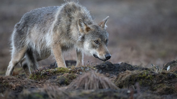 Már Nógrádban jár a svájci farkas