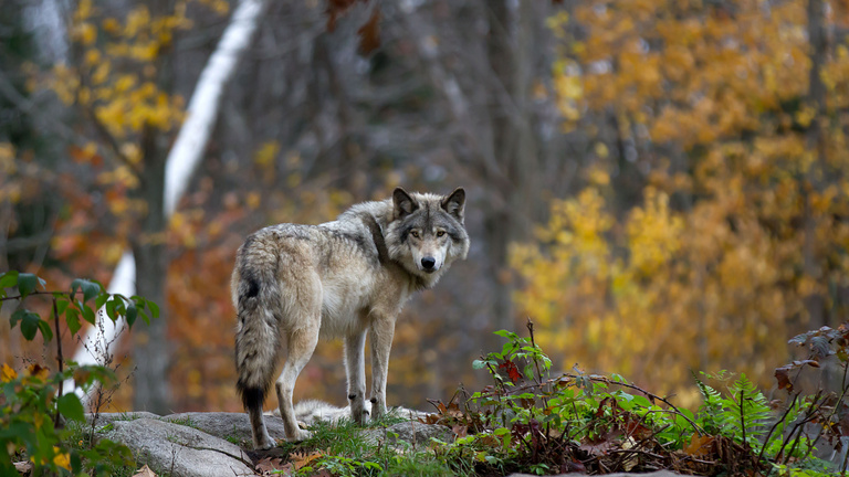 A farkaslét nagy kérdése: tud-e családot alapítani a magányos állat?
