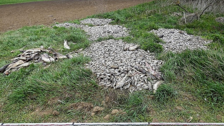Rengeteg döglött halat szórtak ki a fűre Gáborján mellett, a rendőrség is nyomozott az ügyben