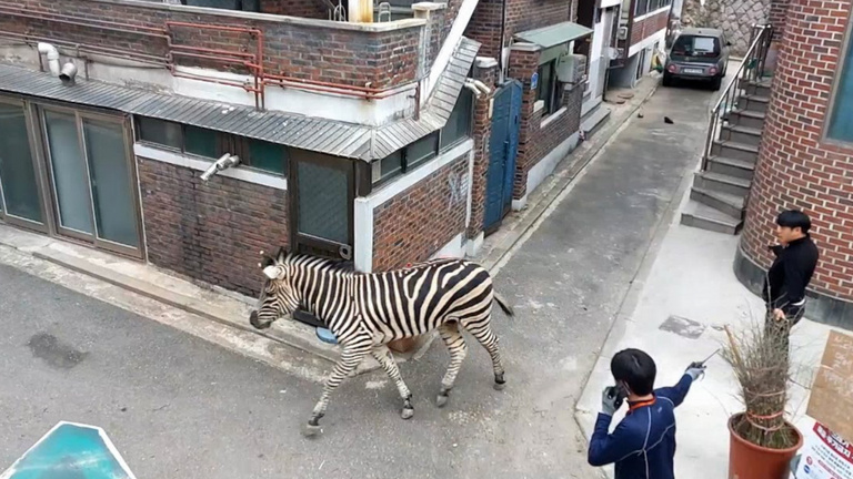Szomorú történet húzódik a Szöulban elszabaduló zebra ámokfutása mögött