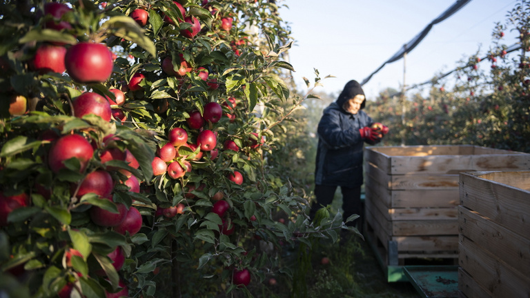 Eltűnhet a magyar almatermesztő ültetvények fele