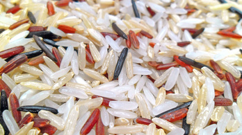 Kezdődhet a Marson termeszthető rizs tervezése