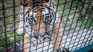Szemtől szemben a tigrisekkel: ketrecbe zárva gurítanak a vadállatok közé a magyar szafarin