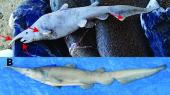 Tanulmányt írtak egy különös cápafajról, majd kiderült, hogy műanyag játék
