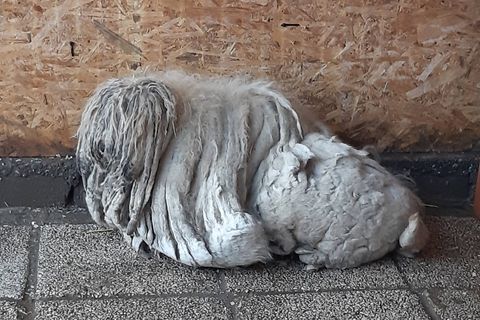 6 kiló szőrt vágtak le a csömöri állatvédők az elhanyagolt puliról