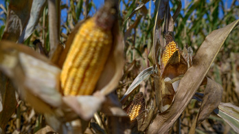 Szép hasznot hozhat idén a kukoricatermesztés a magyar gazdáknak