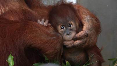 Így tanította meg egy kismama az orangutánt, hogyan szoptassa kicsinyét
