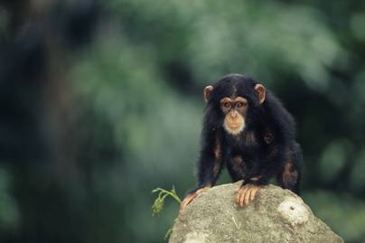 Így ölelte az orrvadászoktól szabadult bébicsimpánz a megmentőjét: neked is könnyeket fog csalni a szemedbe a videó