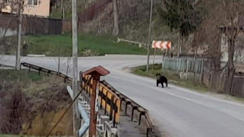 Medve sétálgatott egy magyarlakta faluban, fotó is készült róla