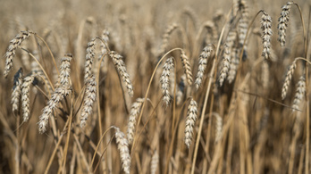 Ezzel nehéz lesz letarolni a magyar mezőgazdaságot: szennyezett gabona érkezett Ukrajnából