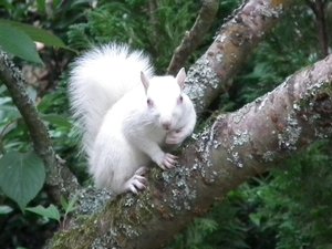Ritka albínó mókust fotózott a kertjében