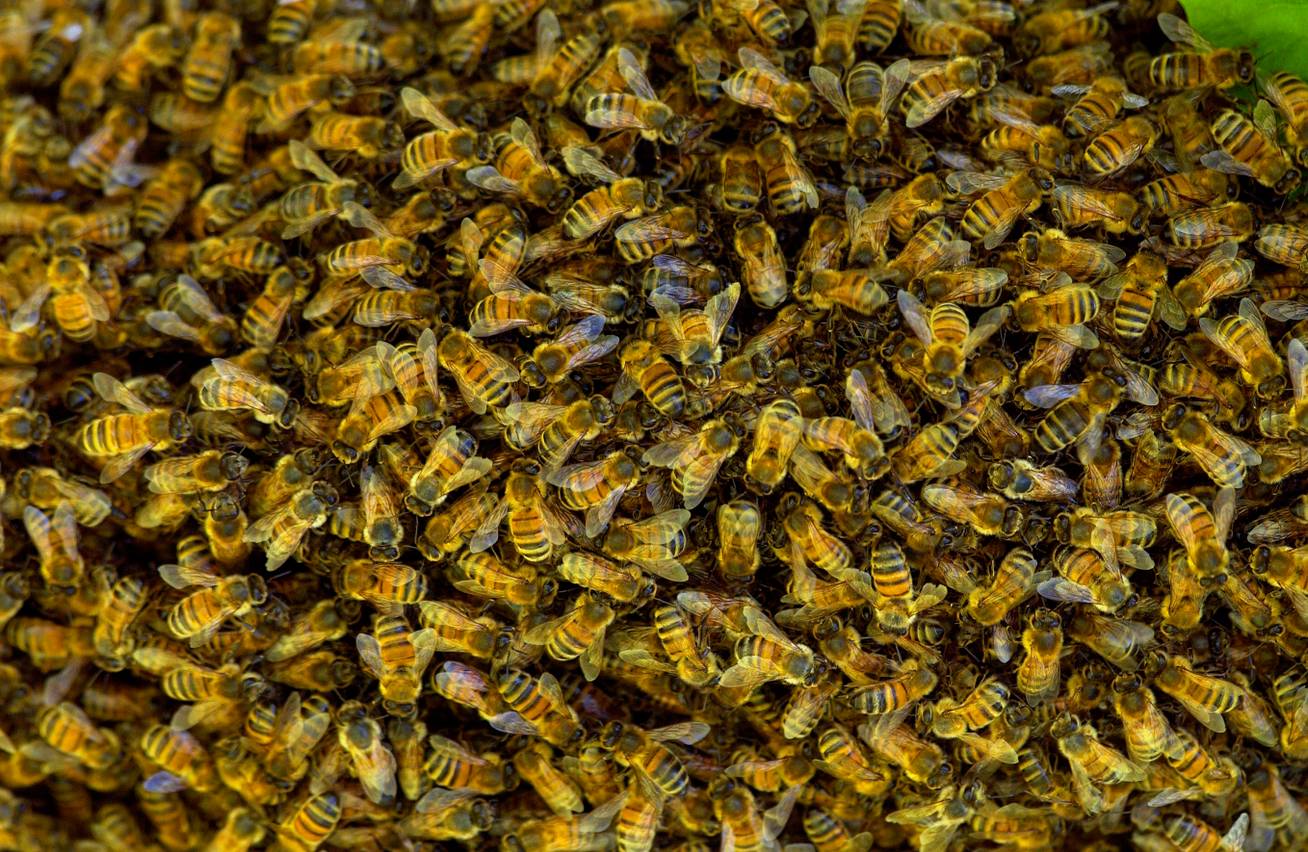 Méhek az autóban