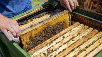 Egyre kétségbeejtőbb a magyar méhészek helyzete