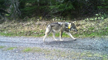A jeladós nyakörvet már megtalálták, de a lelőtt farkas teteme még sehol