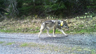 Döntés született a két férfi sorsáról, akik a lelőtt svájci farkas haláláért felelhetnek