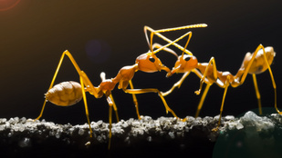 Mi a sárga őrült hangya különlegessége azonkívül, hogy sárga, őrült hangya?