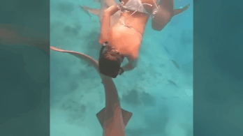 Videón a félelmetes cápatámadás: egy nő hátába mélyesztette bele fogait
