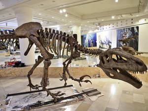 Megaraptorral támad a Giganotosaurus