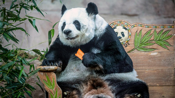 Meghalt a thaiföldi állatkert népszerű óriáspandája