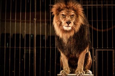 Cirkuszi előadás közben szökött ki két oroszlán a ketrecből: sokkoló videó készült róla