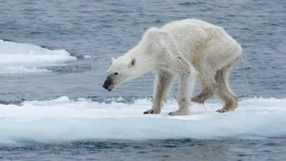 Sokkolta az internetet a csontsovány jegesmedve fotója