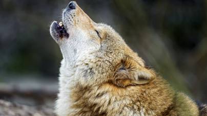 Hatalmas hazugság a Magyarországon lelőtt svájci farkas ügyében