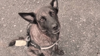 Gyászol a NAV: meghalt az egyik legeredményesebb szolgálati kutyájuk