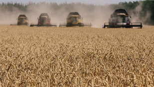 Magyar szakszervezet tiltakozik az ukrán gabona behozatalának tiltása ellen