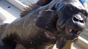 Vírusként terjed az interneten a gorillafejű hal fotója