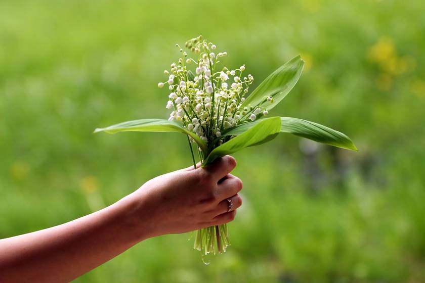 Ezt a szerencsehozó kis virágot ünneplik ma a franciák: 4 izgalmas szokás május 1-jén