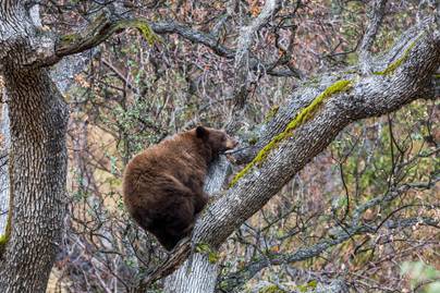 Elkaptak egy fáról lezuhanó medvét a nevadai tűzoltók: videón a nem mindennapi eset