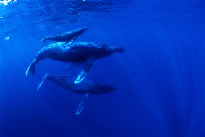 6 víz alatti fotó anyabálnákról és a borjaikról: lélegzetelállítóan néznek ki ezek a csodás állatok