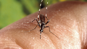 Veszélyes szúnyogok lepik el Európát, súlyos betegségeket hozhatnak magukkal
