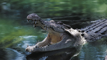 Egy krokodilban találták meg az eltűnt halász holttestét