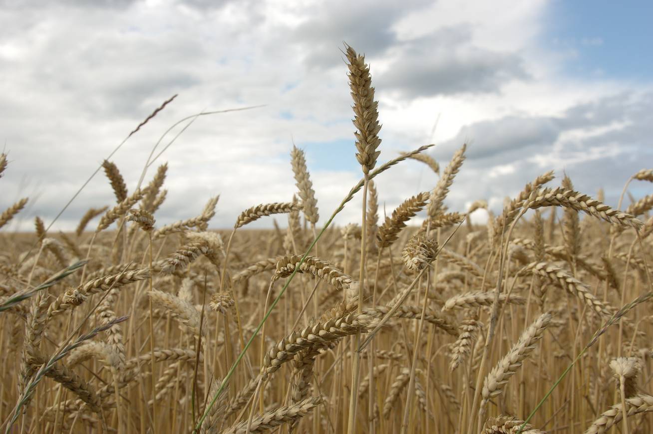Ukrán gabona minősége