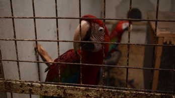 Több mint félszáz védett madarat tartott illegálisan egy gyulai férfi