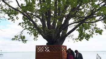 25 millió forintot érő fát próbált meg valaki kivágni a Balaton partján