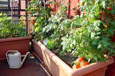 Az erkélyen is megél, és dúsan teremhet: 8 vitamindús zöldség a balkonkertbe