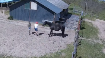 Kétszer próbáltak ellopni egy vemhes lovat, kétszer szökött meg a tolvajoktól a zsákmányuk – videó