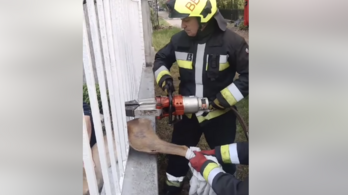 Videón, ahogy egy kétségbeesett őzet szabadítanak ki a tűzoltók Balatonfenyvesen