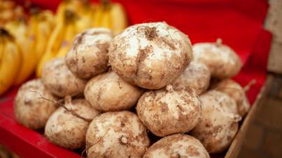 Ez a krumpliszerű zöldség megvéd a betegségektől, és segít a fogyásban