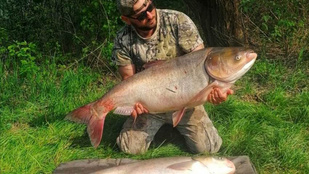 Három hét alatt 350 kilónyi halat fogott egy horgász a Körösön