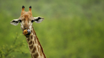 Ne aggódjon, ha a zsiráfjának kisebb az agya!
