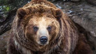 Lencsevégre kapták a Bükkben kóborló barnamedvét