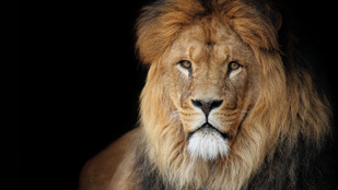 Megölték Afrika legidősebb oroszlánját
