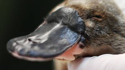 Videón a megható pillanatok: örülj együtt a tudósokkal, akik ritka kacsacsőrű emlősöket engedtek szabadon