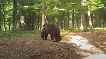 Videóra vették a Bükkben kószáló medvét