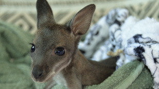 Erszényből kidobott kenguru bébiket nevelnek Tiszaderzsen