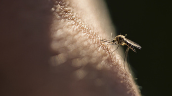 Kiderült, miért szeretnek a szúnyogok egyes embereket jobban, mint másokat